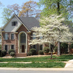 Brighter Blooms - White Dogwood Tree, 2-3 ft. - No Shipping to AK, AZ, FL, HI