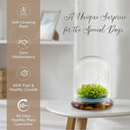 Bloomify Live Sundew Carnivorous Plants Live – Self-Growing Moss – No Maintenance Terrarium – Long-Lasting - Ecosystem