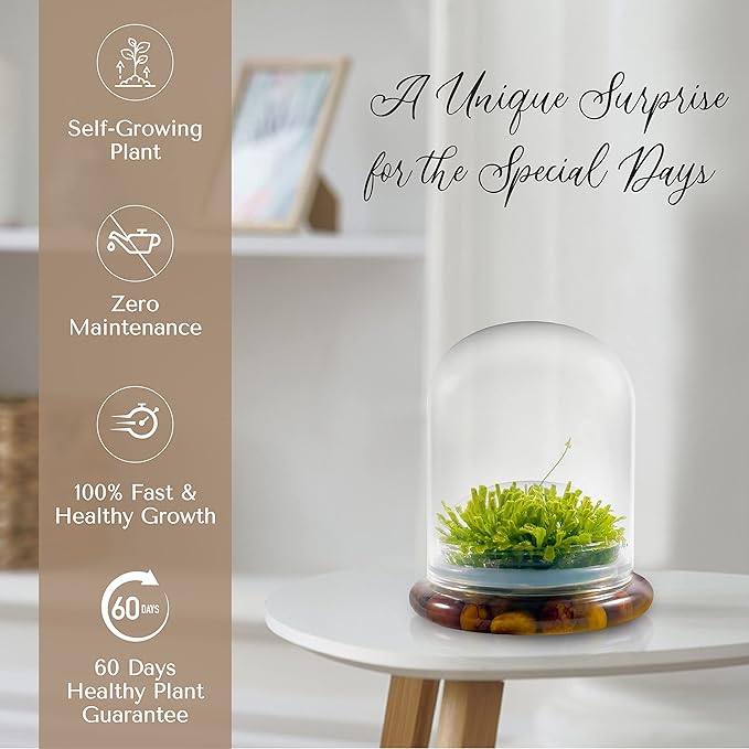 Bloomify Live Sundew Carnivorous Plants Live – Self-Growing Moss – No Maintenance Terrarium – Long-Lasting - Ecosystem