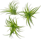 Live Air Plants - Tillandsia Geminiflora 3-6" - 3ct – ragnaroc Live Indoor Plant - Live Arrival Guaranteed - House Plants for Home Decor & Gift