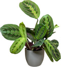 Live Plant, Red Maranta Prayer Plant, Pet Friendly, Air Purifying Plant, Easy Care, Easy to Grow Live Indoor Plant, Houseplant, Rare Indoor Plant, Home Décor 4.7 inch Pot (Slate)