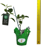 Ruby Glow - Passion Flower Vine - Passiflora phoenicea - Live Butterfly Plant - Fragrant Purple Violet Bloom - Emerald Goddess Gardens - Starter Sz 4 Inch Pot
