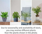 Pet Friendly Live Plants for Indoor | Different Houseplants in Multiple Sizes | Real House Plant for Living Room, Office, Desk & Bathroom