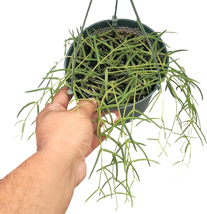 Hoya Linearis Live Plant in 6” Hanging Pot – Rare Trailing Houseplant with Fuzzy Foliage - Hoya Plants Live Houseplants - Air Purifying Plant - Ships from CA (6" Hanging Pot, Long)