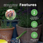 American Plant Exchange English Lavender – 6-Inch with Pot – Live Fragrant Flowering Herb Plant, Edible Aromatic Greenery for Home, Garden, Patio, or Balcony Decor