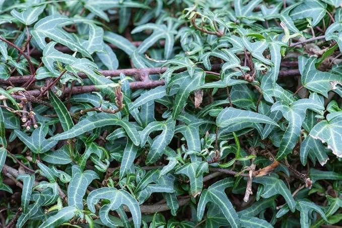 RedCrocus Algerian Ivy Hedera Algeriensis Tripod Climbing Vine for Indoor & Outdoor Decor, Wall Cover, Fence, Garden, Container, Pet Safe 8" Pot