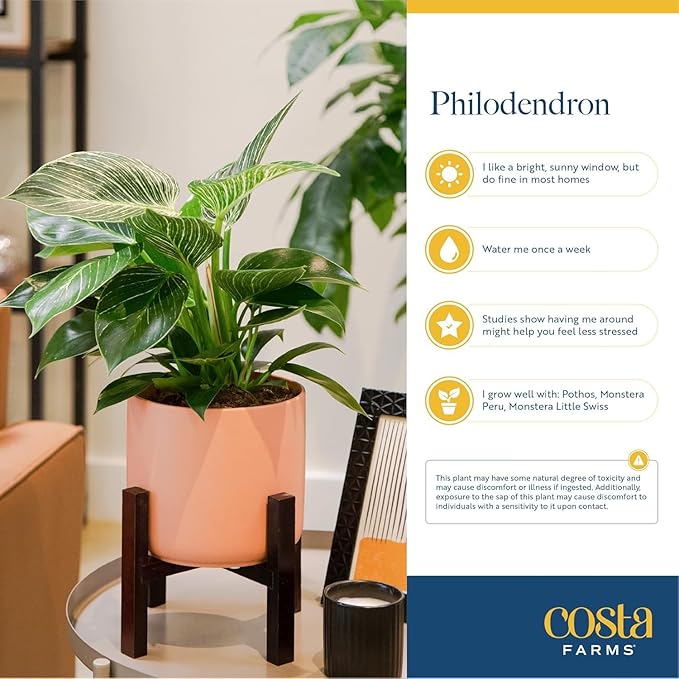 Costa Farms Philodendron Live Plant, Grower's Choice Indoor House Plant, Easy to Grow Vining Houseplant in Decorative Plant Pot, Climbing Trellis, Living Room Home or Office Decor, Birthday Gift