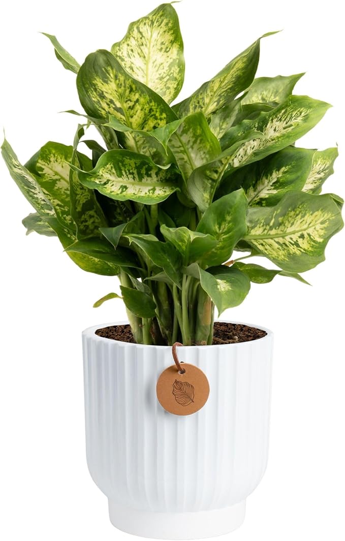 Costa Farms Dieffenbachia, Dumb Cane Live Plant in Decorative Pot, Easy to Maintain Indoor Houseplant, Perfect for Home, Room, or Office Decor, Great House Warming or Birthday Gift, 12-18 Inches Tall