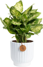 Costa Farms Dieffenbachia, Dumb Cane Live Plant in Decorative Pot, Easy to Maintain Indoor Houseplant, Perfect for Home, Room, or Office Decor, Great House Warming or Birthday Gift, 12-18 Inches Tall