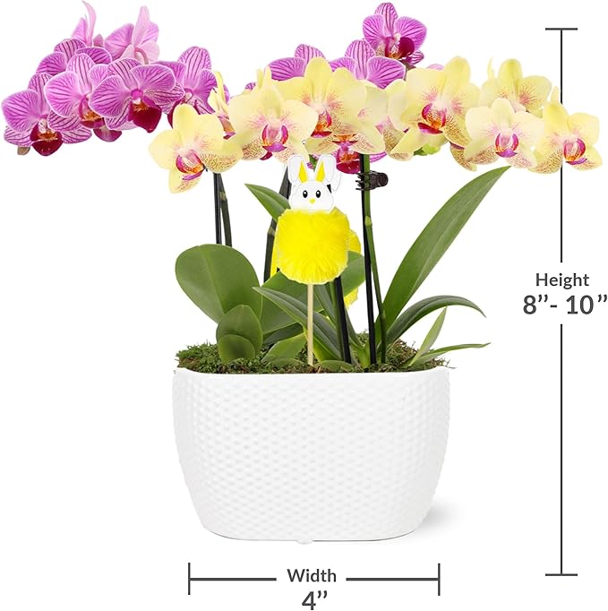 Green Circle Growers Pink and Yellow Orchid Duo in 4" White Pot with a Bunny Pick, Live Indoor Plants, House Plant