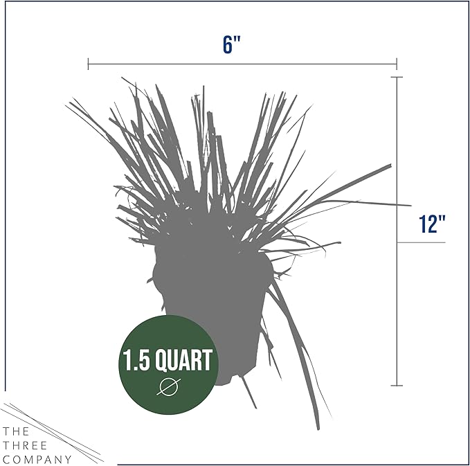 Live Ornamental Pampas Grass (Cortaderia selloana) - White - Perennial Accent Plant - 10" Tall by 5" Wide in 1.5 Qt Pot