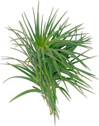 ragnaroc Air Plants - Flowering Tillandsia Pink Paske Large 5" - 3ct - Live Arrival Guaranteed - House Plants for Home Decor & Gift