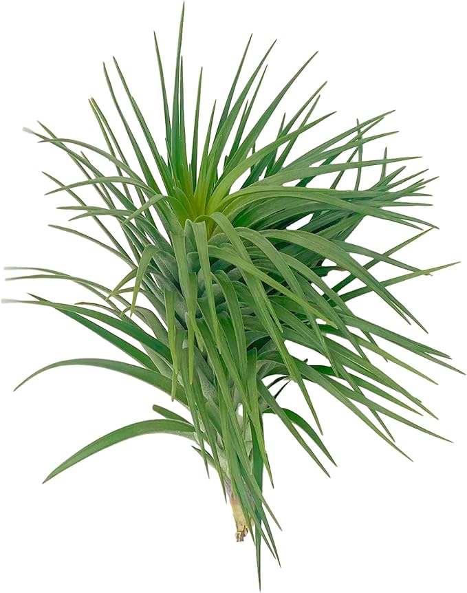 ragnaroc Air Plants - Flowering Tillandsia Pink Paske Large 5" - 3ct - Live Arrival Guaranteed - House Plants for Home Decor & Gift