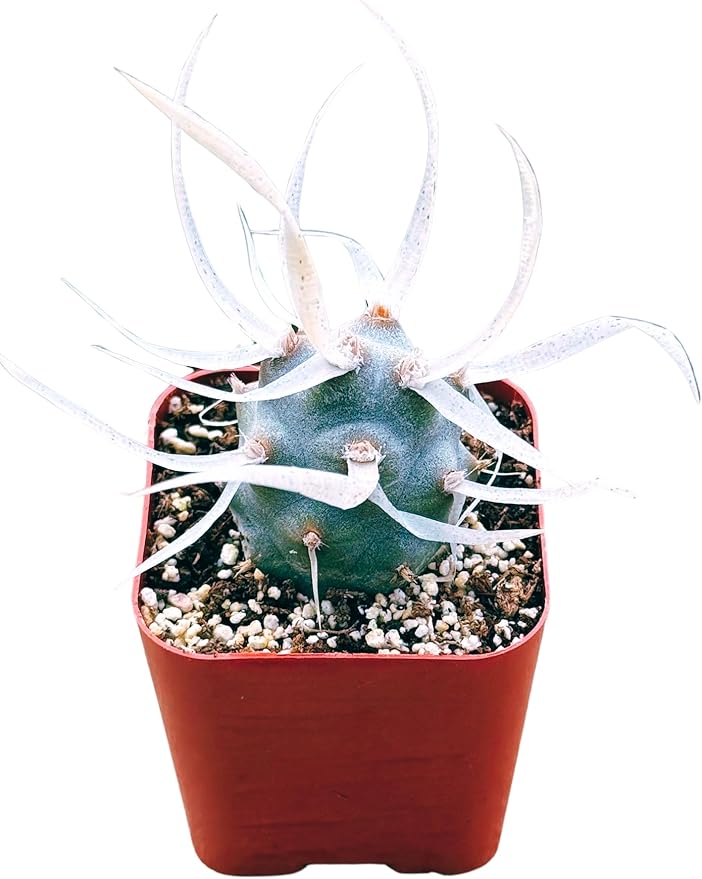 Succulents Plants Live 2inch Live Mini Succulent Plants, Easy Care House Plants Rooted in Succulent Soil Mix, by The Succulent Cult (Paper Spine Cactus - Tephrocactus Articulatus, 2 Inch)