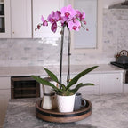 Green Circle Growers Pink Orchid in a 5" White Pot, Indoor Live Plants, House Plant