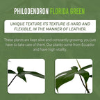 LEAL PLANTS ECUADOR Philodendron Florida Green (Pack of 2)| Exotic Low-Maintenance Houseplant | Perfect for Living Rooms & Indoors | Lush Live Philodendron Plants | Florida Green Indoor Houseplant
