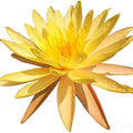 Live Water Lily Tuber Nymphaea Pinvaree Yellow Hardy Aquatic Plants for Aquarium Freshwater Fish Pond Flower Garden