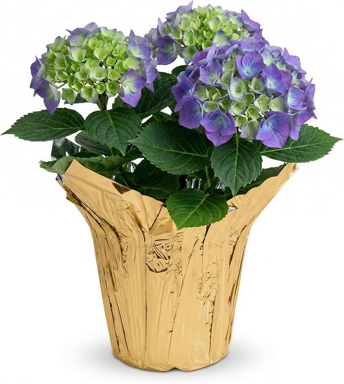 Live Flowering Hydrangea - Shades of Blue, 3+ Beautiful Blooms, 10" Tall by 5" Wide in 1 Quart Pot with Deco Cover