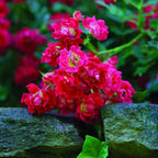 Red Drift 3 Gallon