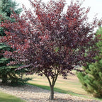 2 Purple Leaf Sand Cherry Trees/Shrubs - 2-3 Foot Tall Live Plants - Purpleleaf Cistena Plum Bushes - Prunus x cistena - (2 Pack)