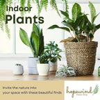 Philodendron Live Plant, Air Purifying, Easy Care, Easy to Grow, Rare Variety, Live Indoor Plant, 4 inch Pot (Philodendron Micans)