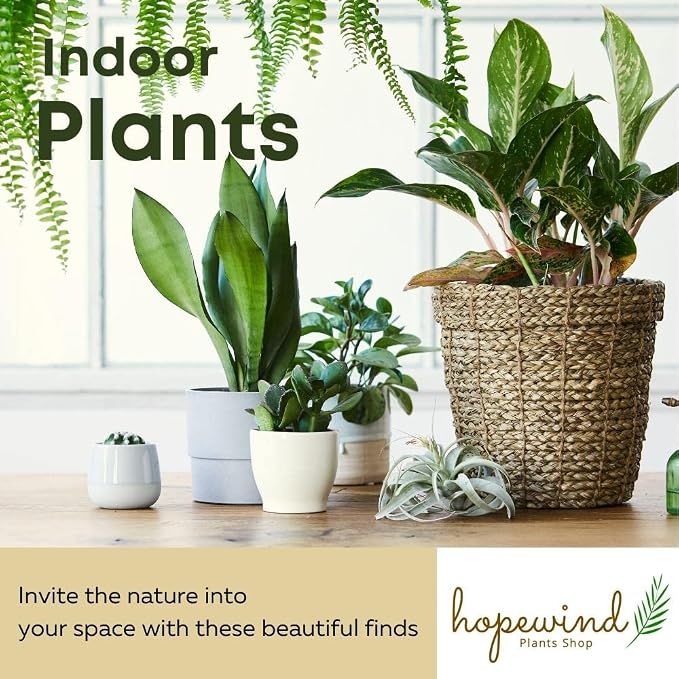 Philodendron Live Plant, Air Purifying, Easy Care, Easy to Grow, Rare Variety, Live Indoor Plant, 4 inch Pot (Philodendron Micans)