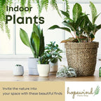 Alocasia Polly African Mask Plant | 10-12 inch Tall | Indoor Live Plant | Easy Care and Rare Plant in 4 inch Pot