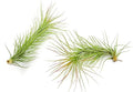 ragnaroc Air Plants - Tillandsia Funckiana, Large 5" - 2ct - Live Arrival Guaranteed - House Plants for Home Decor & Gift