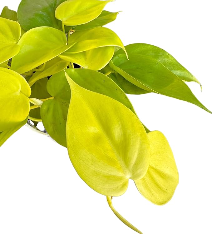 Hopewind Plnats Shop - Philodendron hederaceum Neon Cordatum, Rare Variety, Easy to Care Live Indoor Plant, 4 inch Pot