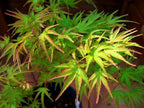 Dwarf Kamagata Japanese Maple Live Plant