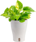 Costa Farms Lemon Top Pothos Live Plant in Self Watering Pot, Indoor Houseplant, Perfect for Home, Room, or Office Decor, Great House Warming or Birthday Gift, 10-12 Inches Tall