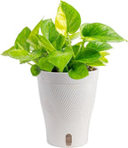 Costa Farms Lemon Top Pothos Live Plant in Self Watering Pot, Indoor Houseplant, Perfect for Home, Room, or Office Decor, Great House Warming or Birthday Gift, 10-12 Inches Tall