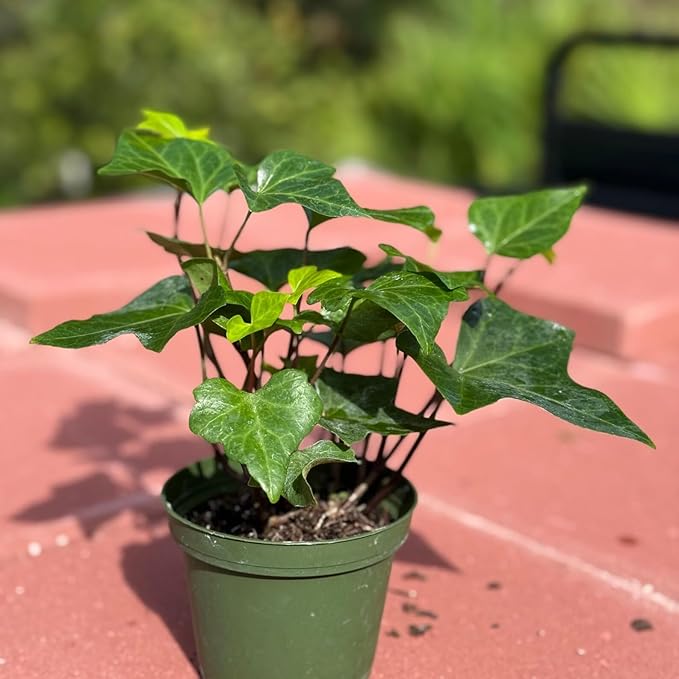 Neon Algerian Ivy Live Plant | Hedera Algeriensis Tropical Trailing | House Plants Cuttings | Houseplants Indoor Outdoor Gift Garden | Full (Heat Pack Included)