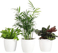 Thorsen's Greenhouse Live Pet Friendly Indoor Houseplants, Live Plants, Safe for Pets, 4" Diameter Pot, 3-Pack (White)