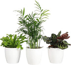 Thorsen's Greenhouse Live Pet Friendly Indoor Houseplants, Live Plants, Safe for Pets, 4" Diameter Pot, 3-Pack (White)