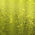 Duckweed 300+ Plants, Live Aquarium Plants, Koi Pond Plants Live, Floating Plant, Oxygenating Floating Water Plant