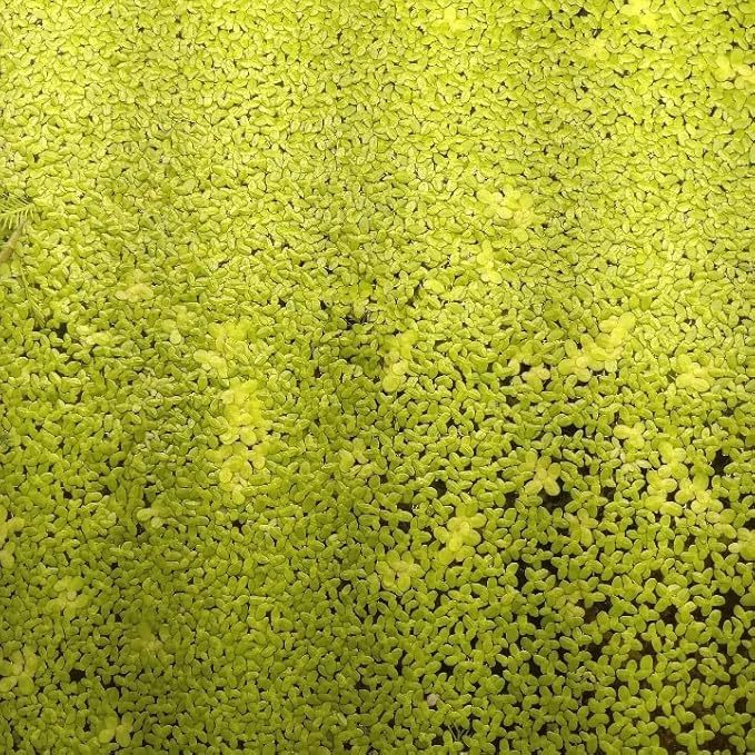 Duckweed 300+ Plants, Live Aquarium Plants, Koi Pond Plants Live, Floating Plant, Oxygenating Floating Water Plant