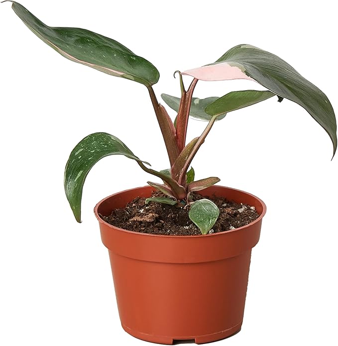 Philodendron Pink Princess Live Plant for Indoor | Different Houseplants in 4'' & 6'' Pot | Real House Plant for Living Room, Office, Desk & Bathroom | Erubescens