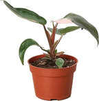 Philodendron Pink Princess Live Plant for Indoor | Different Houseplants in 4'' & 6'' Pot | Real House Plant for Living Room, Office, Desk & Bathroom | Erubescens