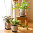 Wave Plant Saucer - 6/8/10 inch Plant Trays to Catch Water, Plastic Flower Pot Saucers for Indoor and Outdoor Garden（6 Packs ）