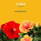 Costa Farms Premium Hibiscus Outdoor Flowering Plants 1 Gallon, Grower Pot, 16-Inches Tall, Red Flowers