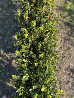 RedCrocus Green Gem' Hybrid Boxwood- Evergreen Shrub for Hedges & Borders, Deer Resistant, Pet Safe, Container Friendly, Well-Drained Soil, Easy Care 1 Gallon