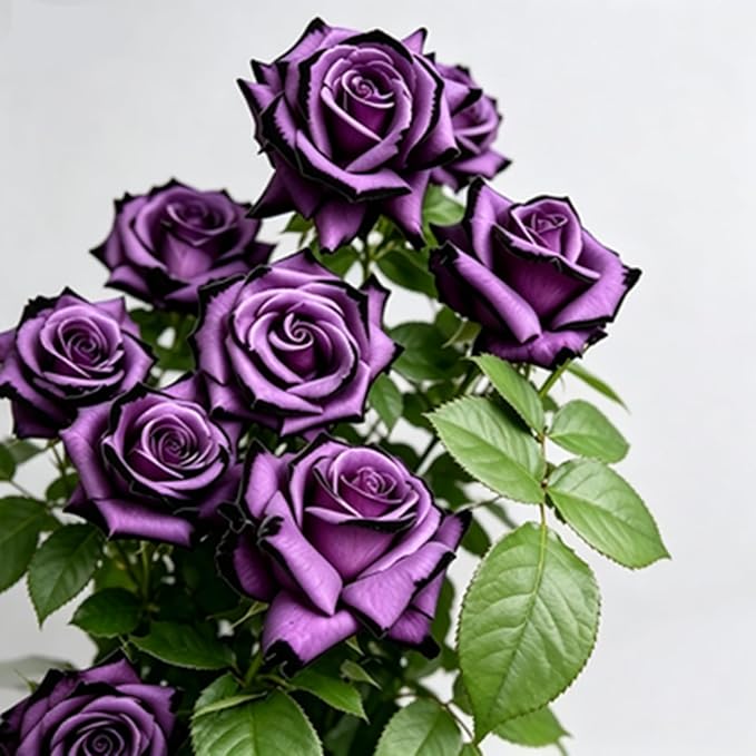 Rare Roses Seeds, 500 Pcs, Sunset Colored Blooming Plants for Garden Flower Beds, Borders & Cut Flowers, Prolific Outdoor Rose Seeds Thriving in Full Sun & Well-Draining Soil (Purple)