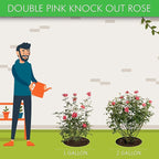 Brighter Blooms - Double Pink Knock Out® Rose Shrub, 1 Gallon - No Shipping to AK, AZ, HI