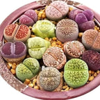 20 Pack Assorted Lithop Live Plants, Rare Living Stone Succulents Plants Live for Indoor Gardens, Lithops Seedlings