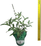 Butterfly Bush Honeycomb - Buddliea x weyeriana Hybrid - Live Plant - Fragrant Large Yellow Flower - Emerald Goddess Gardens - Starter Sz 4 Inch Pot