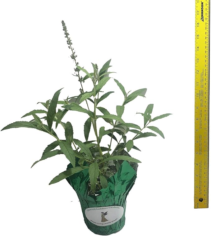 Butterfly Bush Honeycomb - Buddliea x weyeriana Hybrid - Live Plant - Fragrant Large Yellow Flower - Emerald Goddess Gardens - Starter Sz 4 Inch Pot