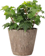 Thorsen's Greenhouse Live Green English Ivy Plant, Hedera Helix, Natural Air Purifier, Easy to Grow, Live Indoor Houseplant, 4" Diameter Pot (Coffee)