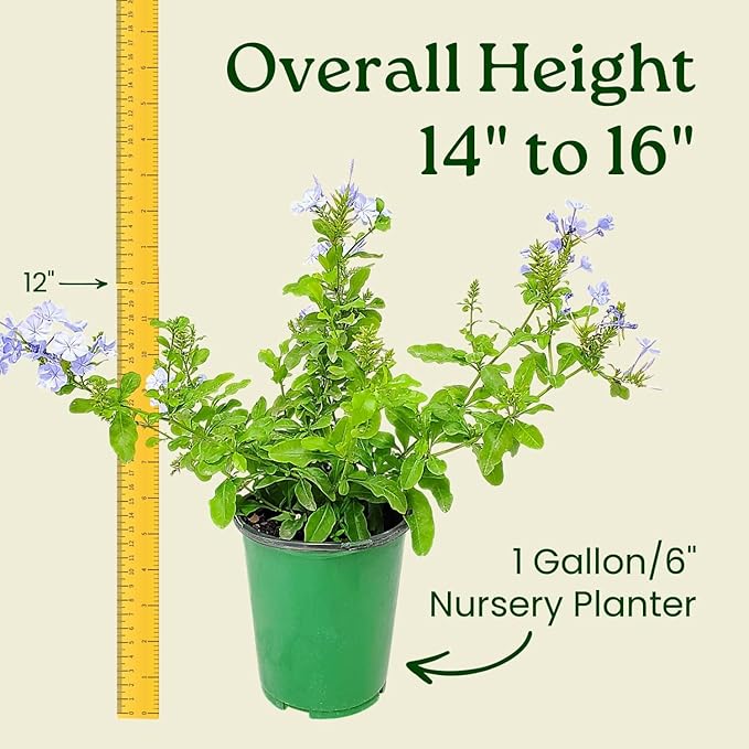 Blue Plumbago Plant – 1 Gallon, 14” to 16” Tall – Live Flowering Shrub for Gardens & Containers – Thrives in Full Sun – Deer-Resistant & Pollinator-Friendly – Low Maintenance