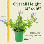 Blue Plumbago Plant – 1 Gallon, 14” to 16” Tall – Live Flowering Shrub for Gardens & Containers – Thrives in Full Sun – Deer-Resistant & Pollinator-Friendly – Low Maintenance